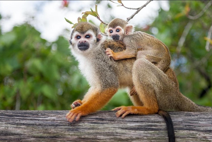Affe auf Schulter eines Besuchers in Monkeyland