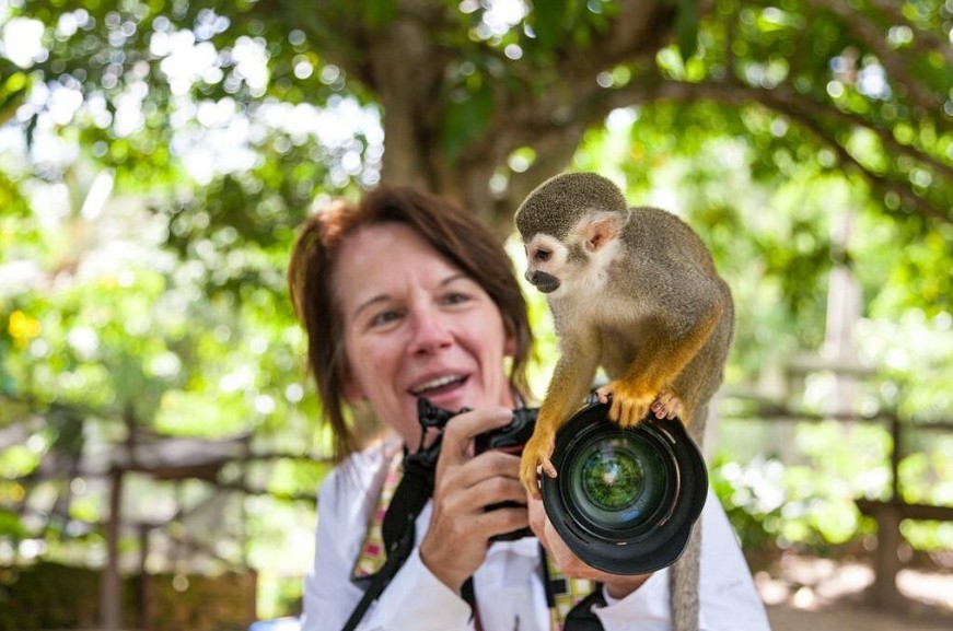Gruppe von Affen in den Bäumen von Monkeyland